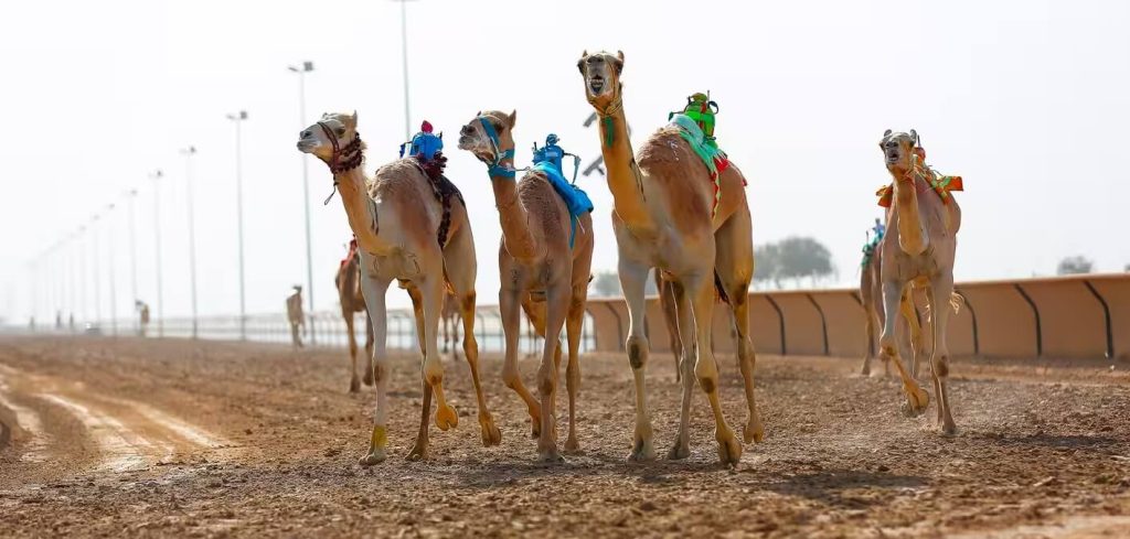 Dubai Camel Race Track