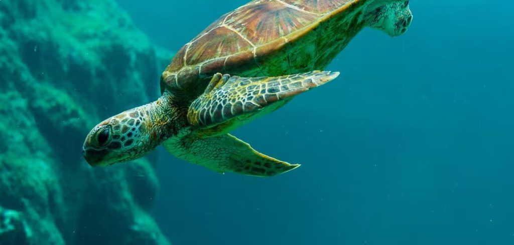 Dubai Turtle Rehabilitation Project