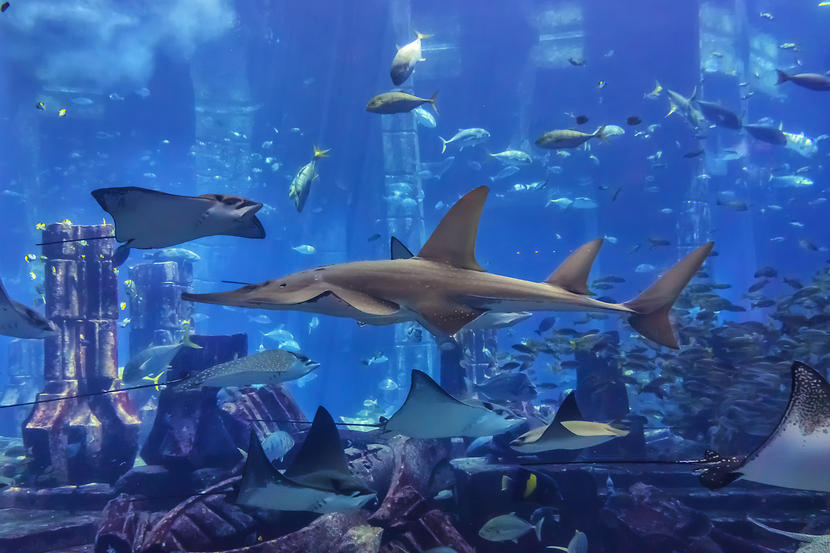 Dubai-Aquarium-&-Underwater-Zoo