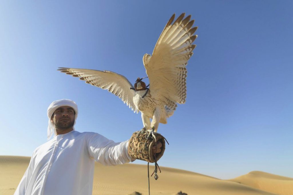 Marvel at skilled birds of prey