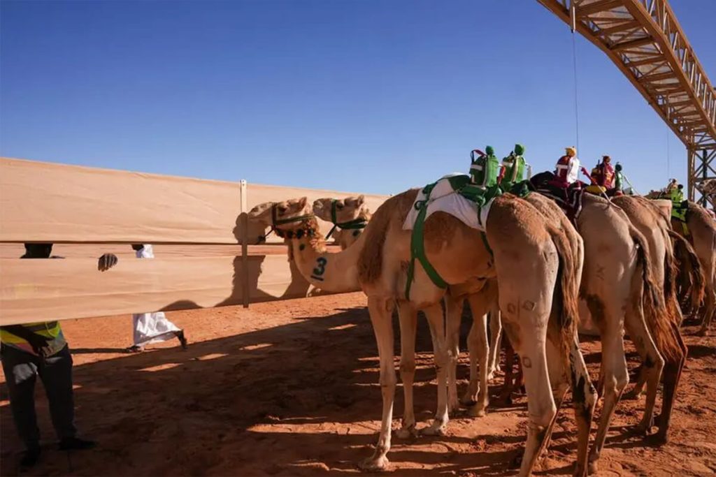 Watch-‘ships-of-the-desert’-in-action