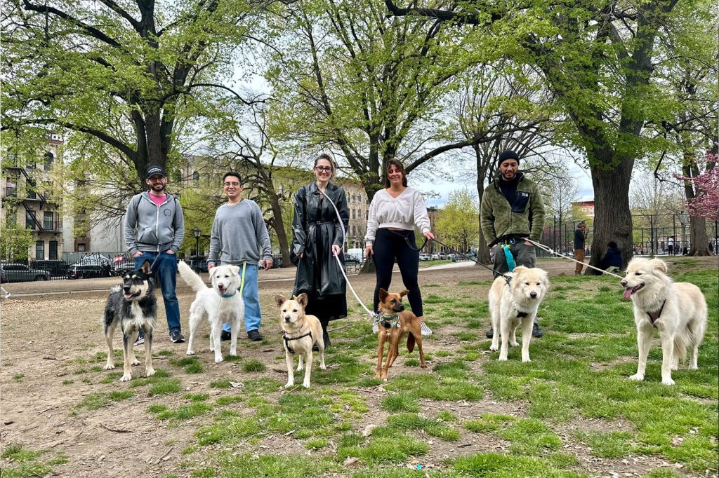 Walking-with-rescued-dogs